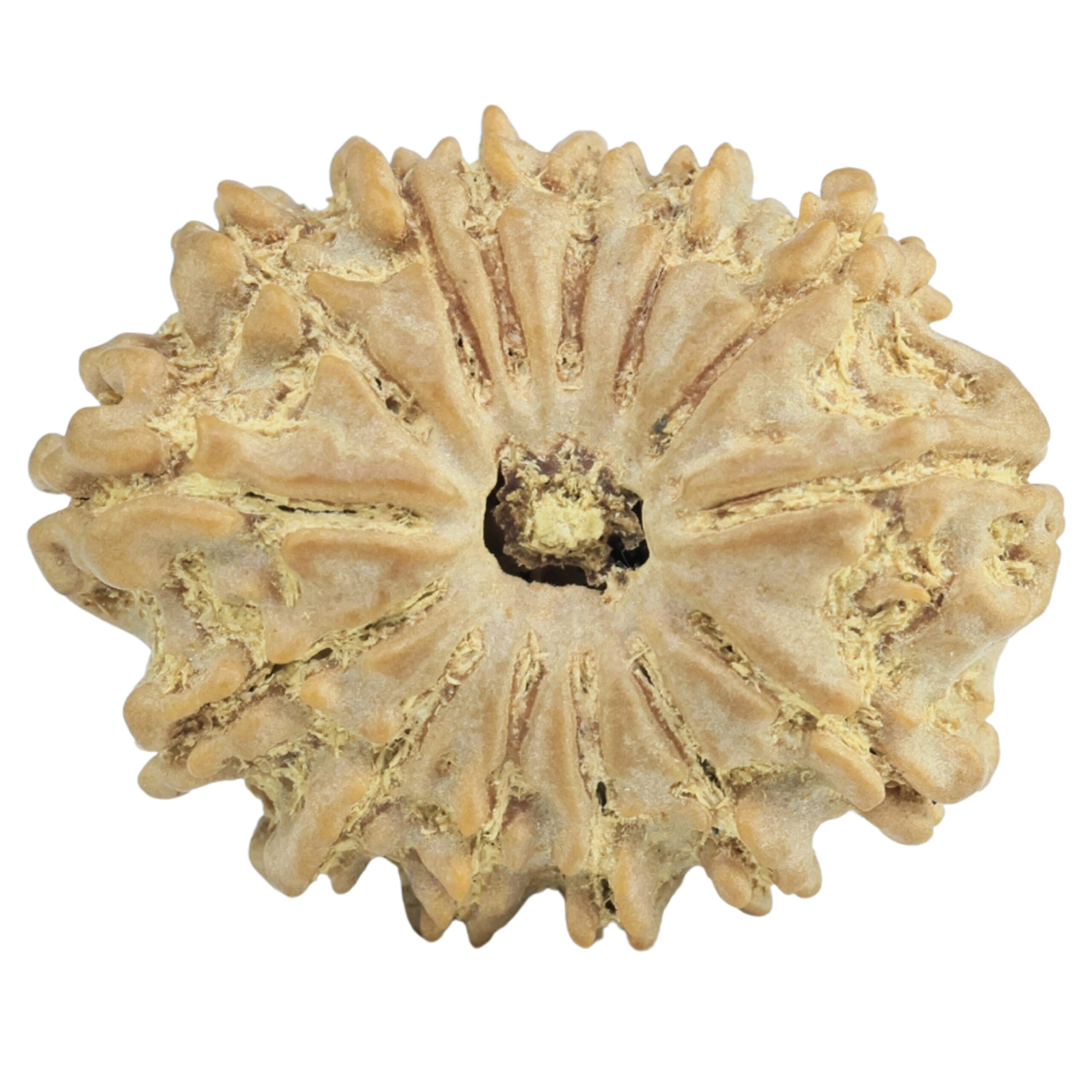 14 Mukhi Rudraksha 26mm 4.18gm - Rudraksha