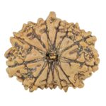 13 Mukhi Ganesh 23.7mm 3gm - Rudraksha