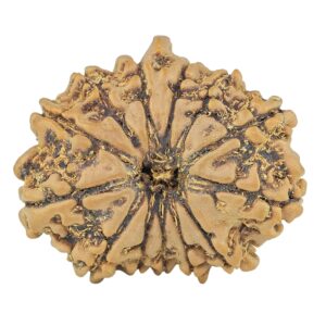 13 Mukhi Ganesh 23.7mm 3gm - Rudraksha