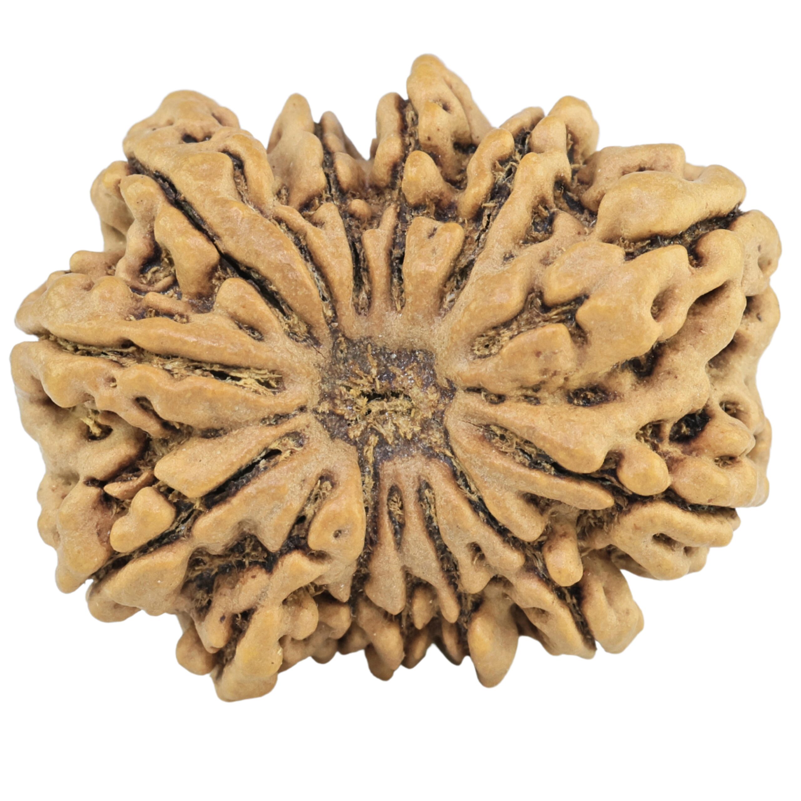 13 Mukhi Rudraksha 30.9mm 6.06gm - Rudraksha
