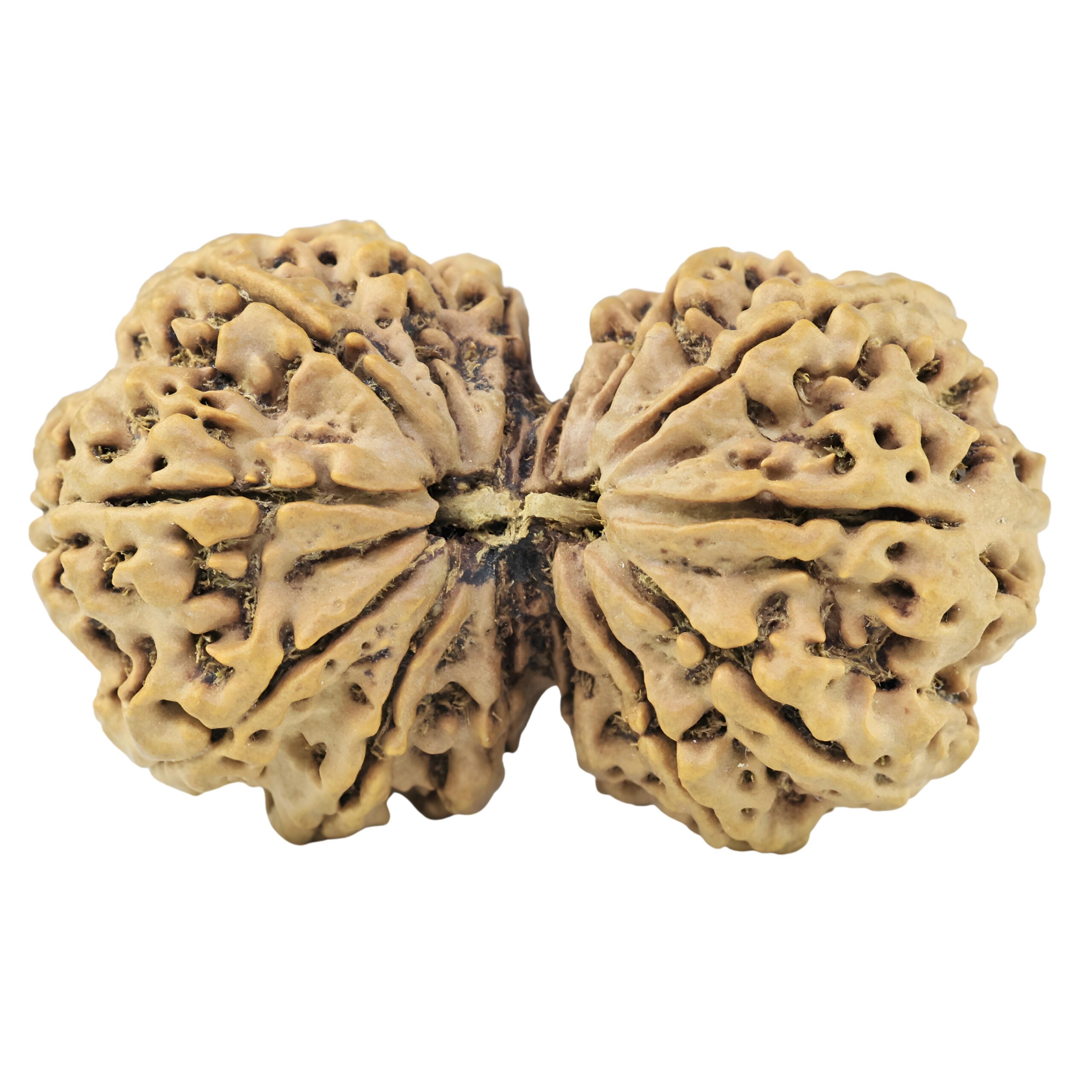 14 Mukhi Gaurishankar 40.2mm 7.48gm - Rudraksha