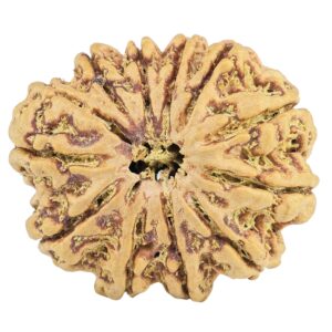 12 Mukhi Rudraksha 31.3mm 6.73gm - Rudraksha