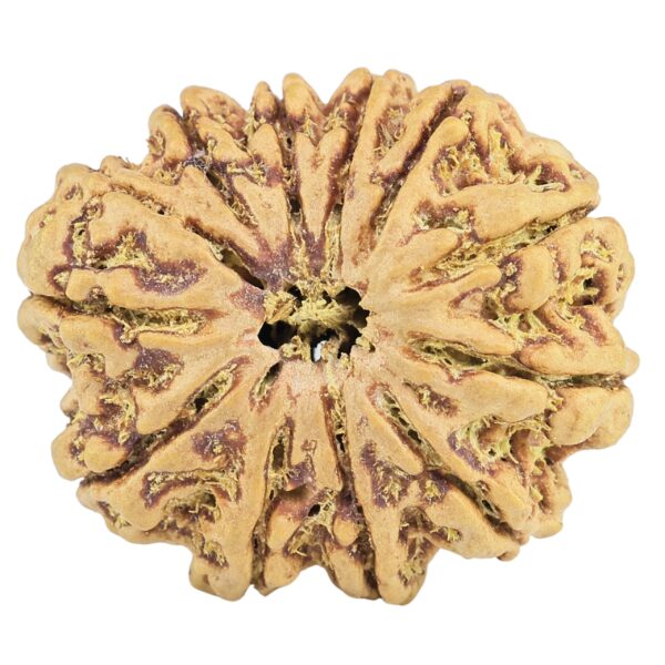 12 Mukhi Rudraksha 31.3mm 6.73gm - Rudraksha