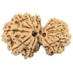 13 Mukhi Gaurishankar 28.9mm 4gm - Rudraksha