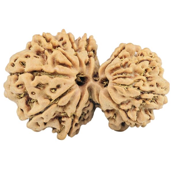 13 Mukhi Gaurishankar 28.9mm 4gm - Rudraksha