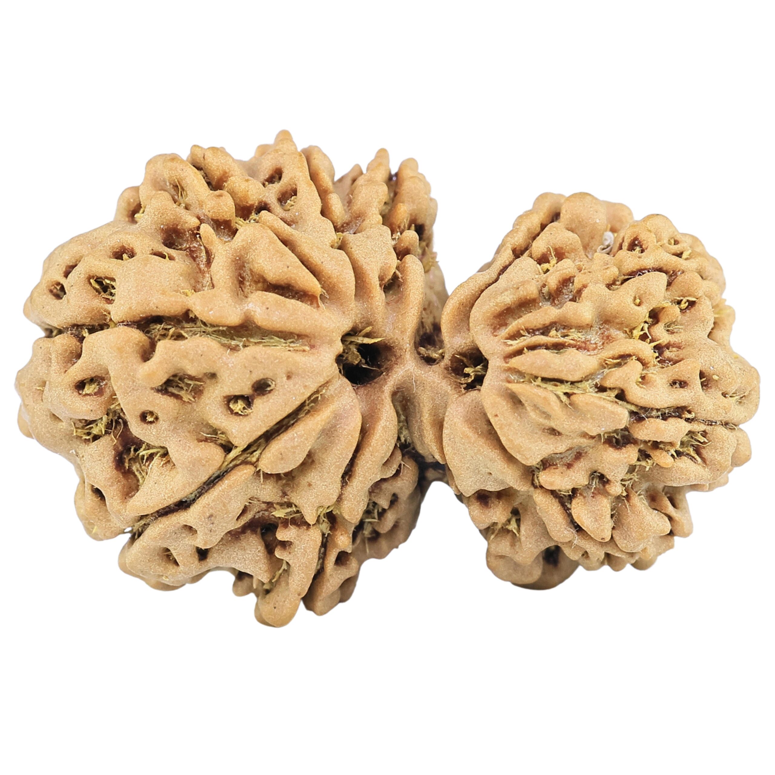 13 Mukhi Gaurishankar 28.9mm 4gm - Rudraksha