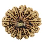 13 Mukhi Rudraksha 34.6mm 6.42gm - Rudraksha
