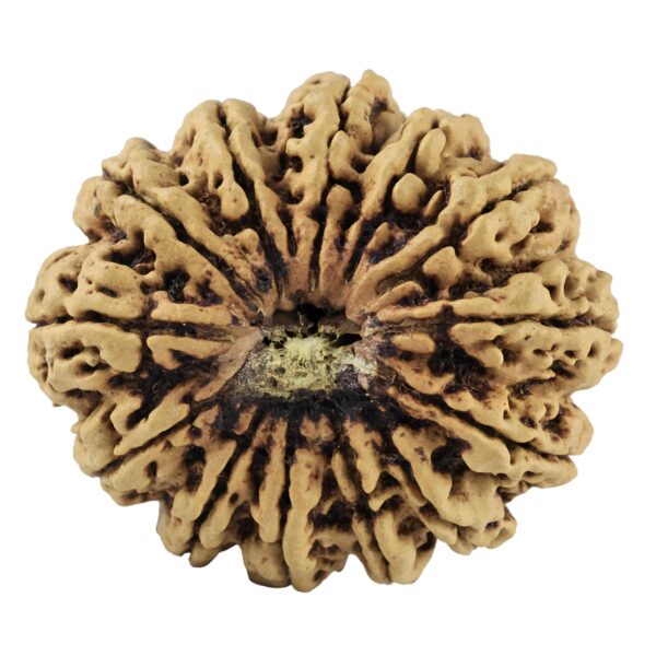 13 Mukhi Rudraksha 34.6mm 6.42gm - Rudraksha