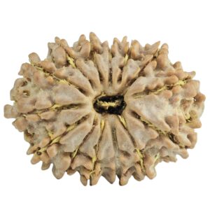 14 Mukhi Rudraksha 24.4mm 2.85gm - Rudraksha