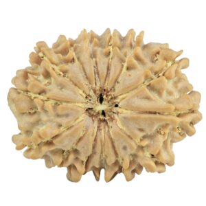 14 Mukhi Rudraksha 26.8mm 4gm - Rudraksha