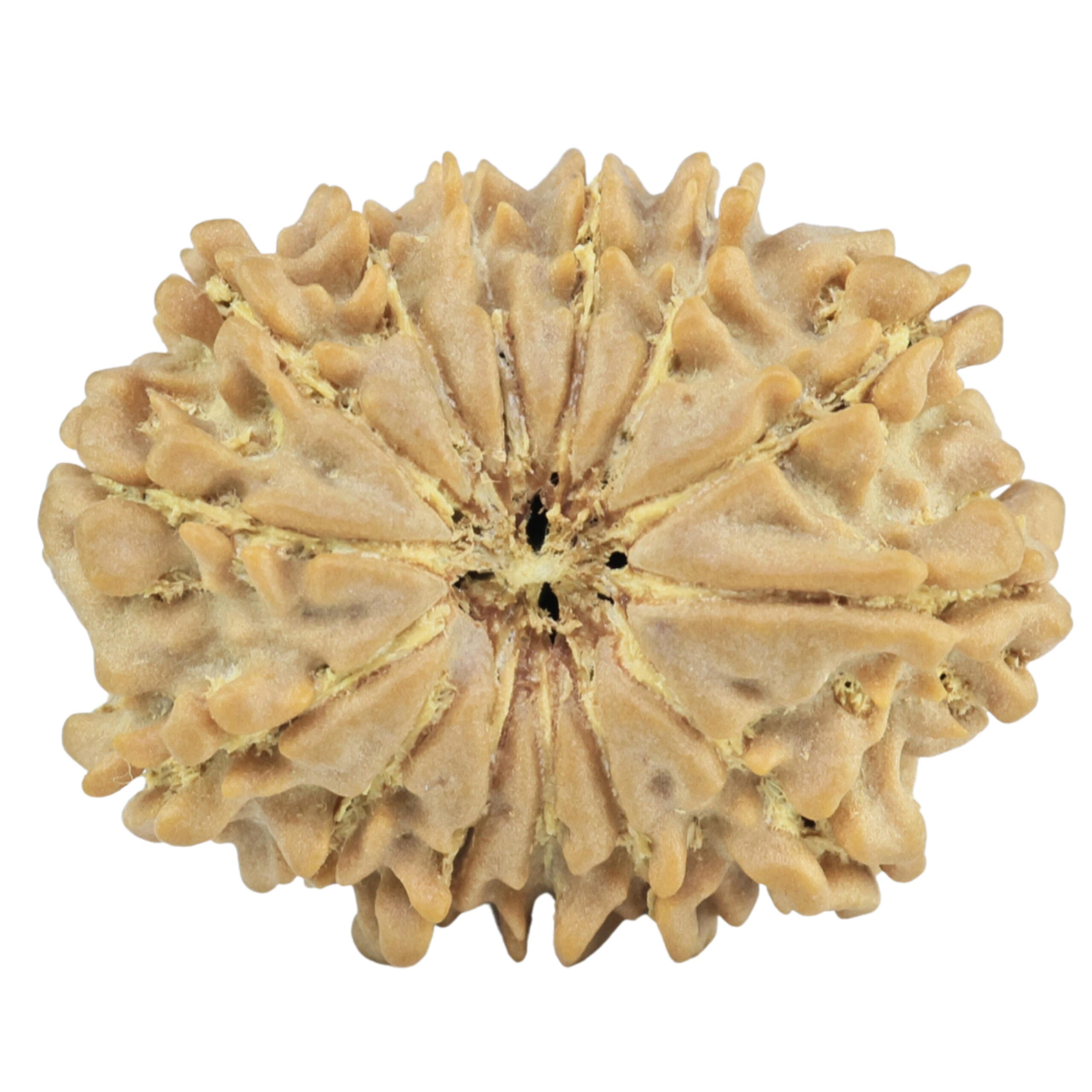 14 Mukhi Rudraksha 26.8mm 4gm - Rudraksha