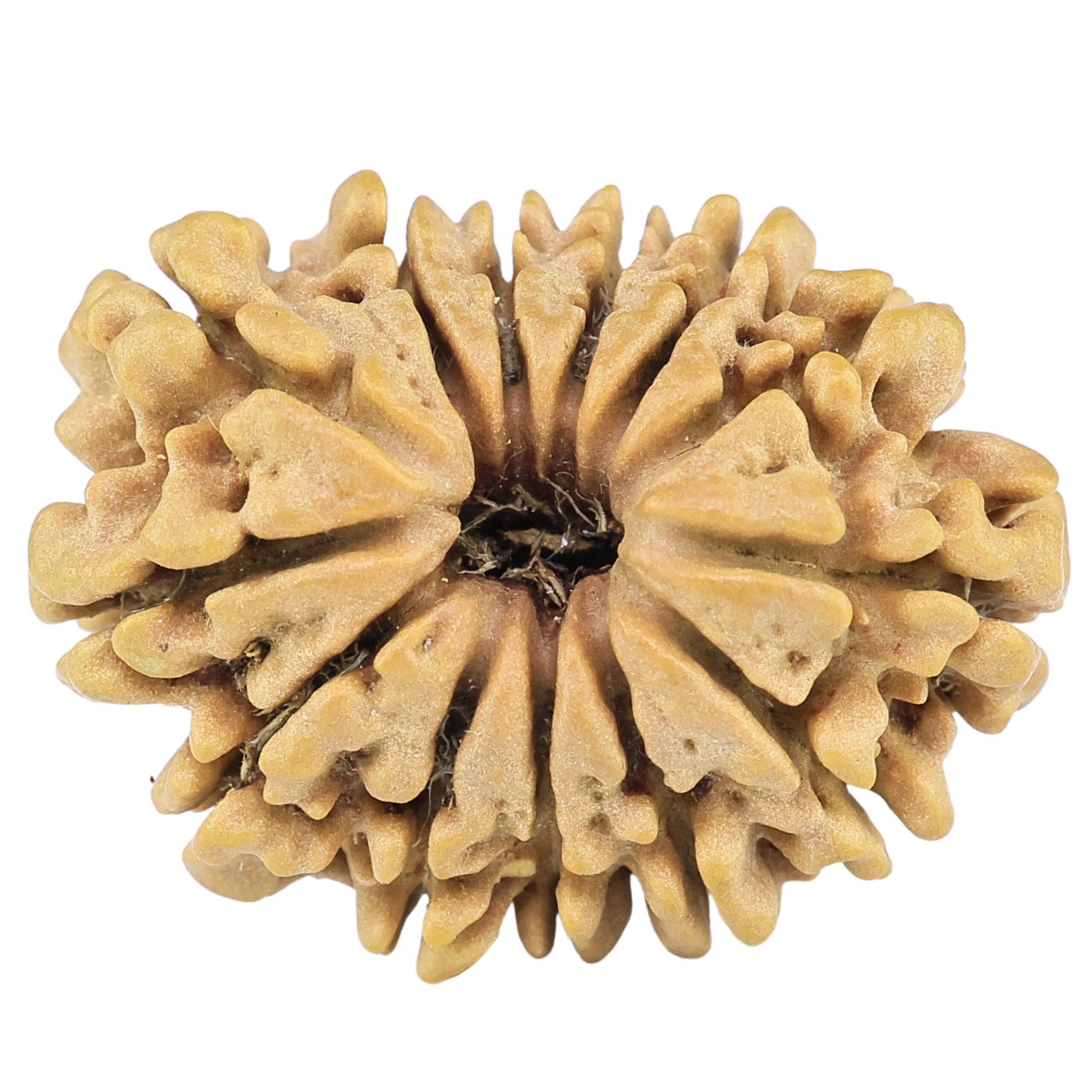 13 Mukhi Rudraksha 20.5mm 1.67gm - Rudraksha