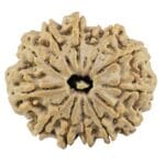 13 Mukhi Rudraksha 27.4mm 4.4gm - Rudraksha