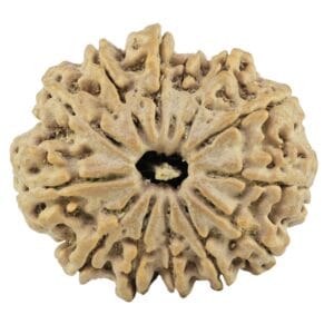 13 Mukhi Rudraksha 27.4mm 4.4gm - Rudraksha