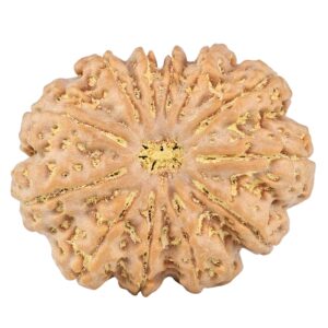 12 Mukhi Rudraksha 34.6mm 10.15gm - Rudraksha