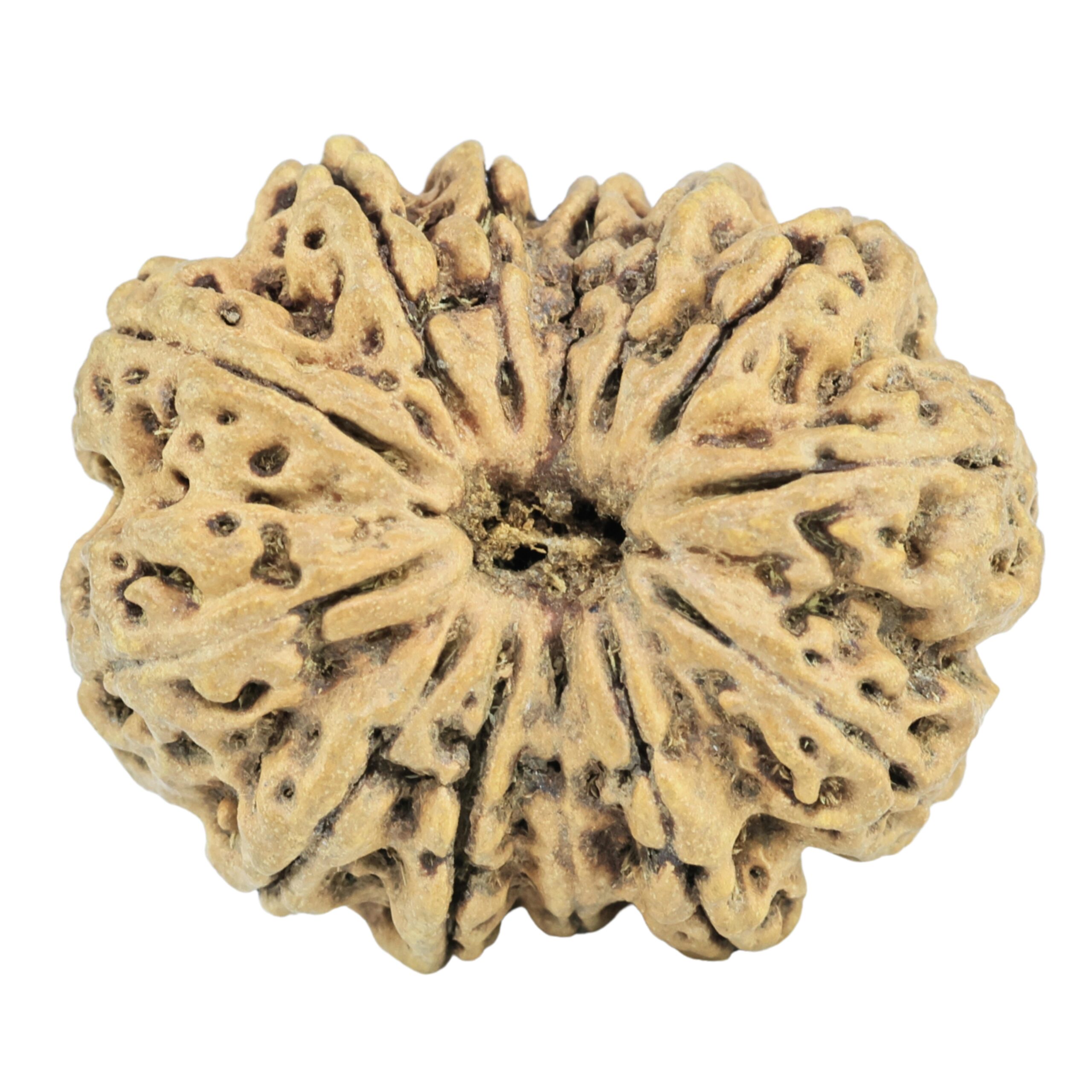 13 Mukhi Rudraksha 27.5mm 3.22gm - Rudraksha