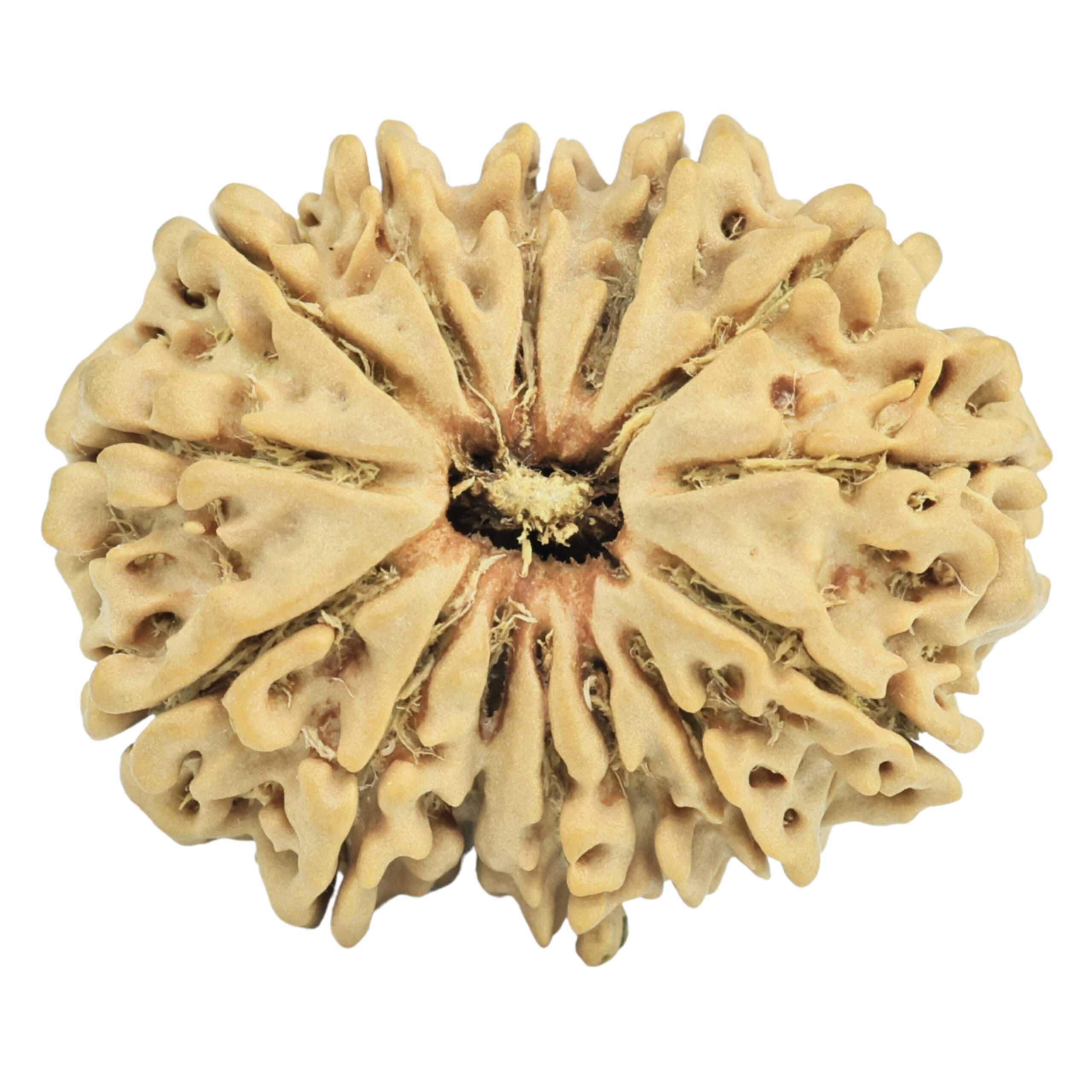 14 Mukhi Rudraksha 26.2mm 3.79gm - Rudraksha