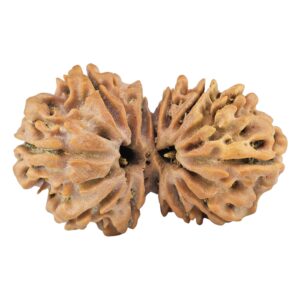 13 Mukhi Gaurishankar 33.7mm 5.78gm - Rudraksha