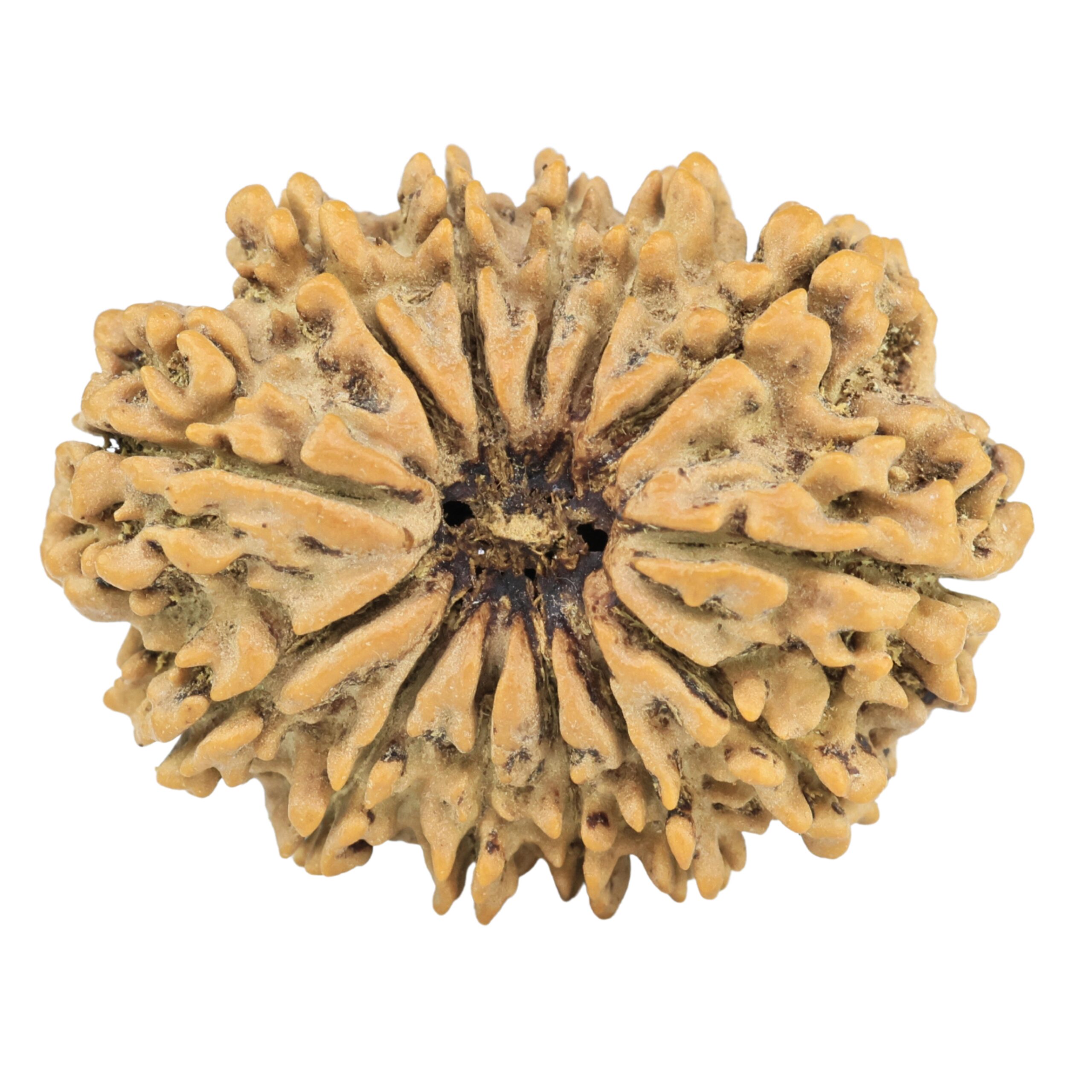 13 Mukhi Rudraksha 29.1mm 4.17gm - Rudraksha