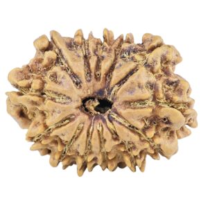 13 Mukhi Rudraksha 20.1mm 1.75gm - Rudraksha