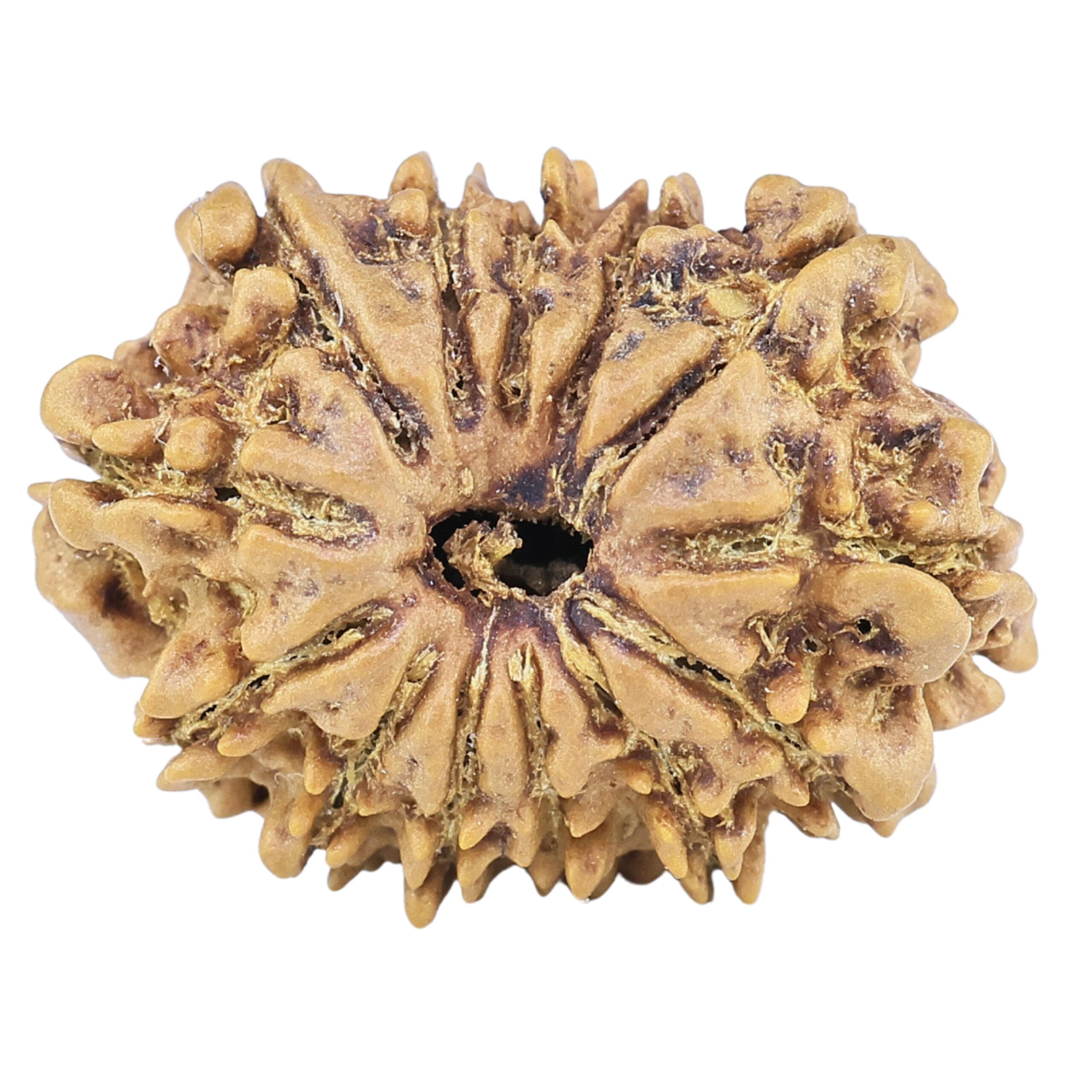 13 Mukhi Rudraksha 20.1mm 1.75gm - Rudraksha