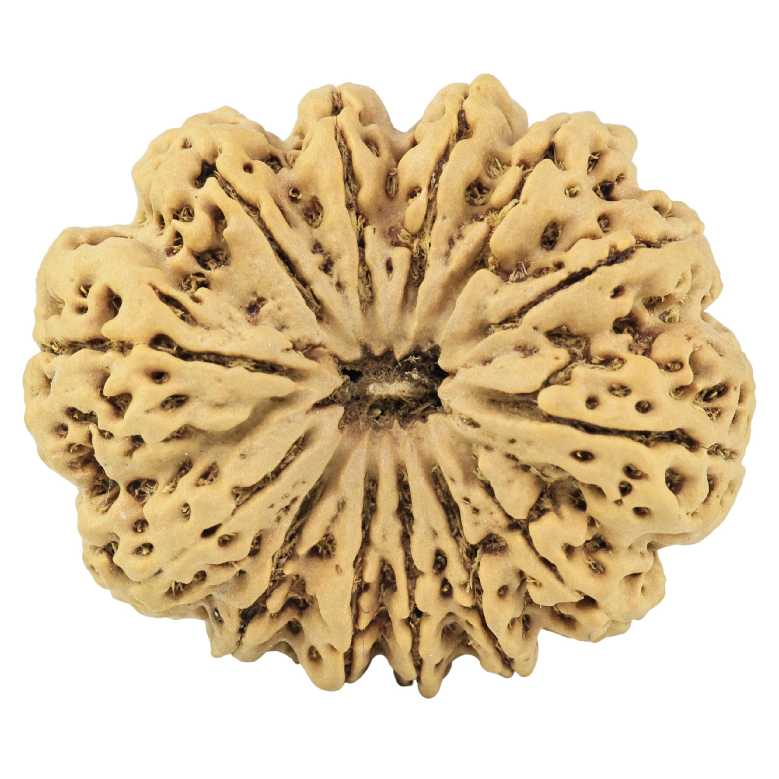 13 Mukhi Rudraksha 37.5mm 9.63gm - Rudraksha