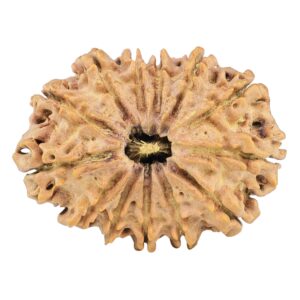 13 Mukhi Rudraksha 33.6mm 5.71gm - Rudraksha