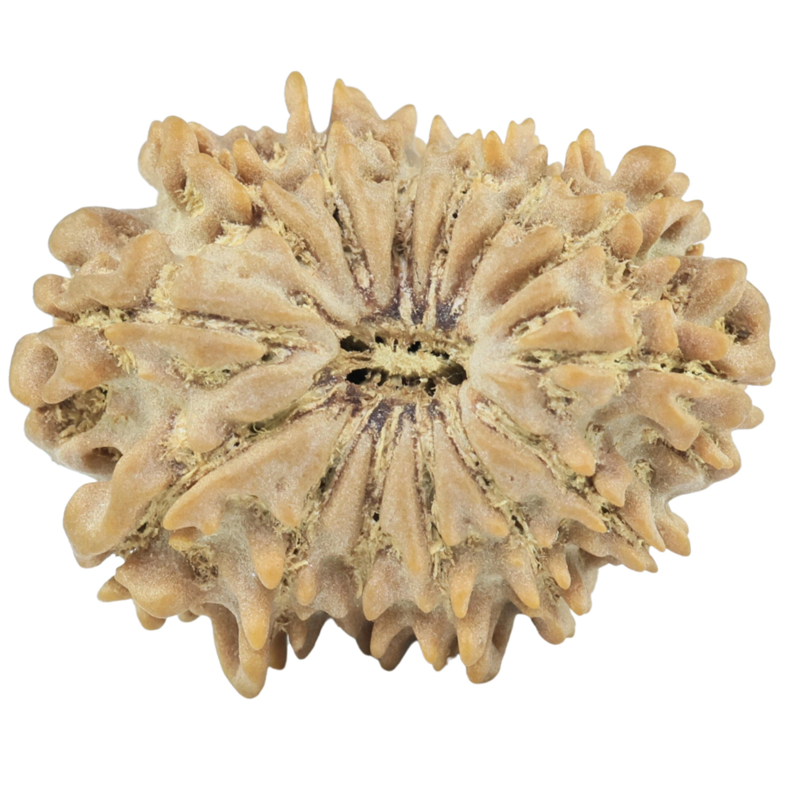 14 Mukhi Rudraksha 23.6mm 2.79gm - Rudraksha