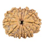 12 Mukhi Rudraksha 25.9mm 3.89gm - Rudraksha
