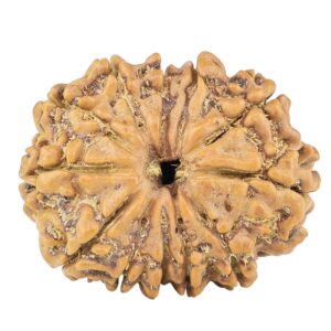 12 Mukhi Rudraksha 25.9mm 3.89gm - Rudraksha