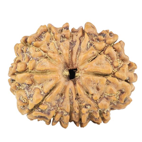 12 Mukhi Rudraksha 25.9mm 3.89gm - Rudraksha