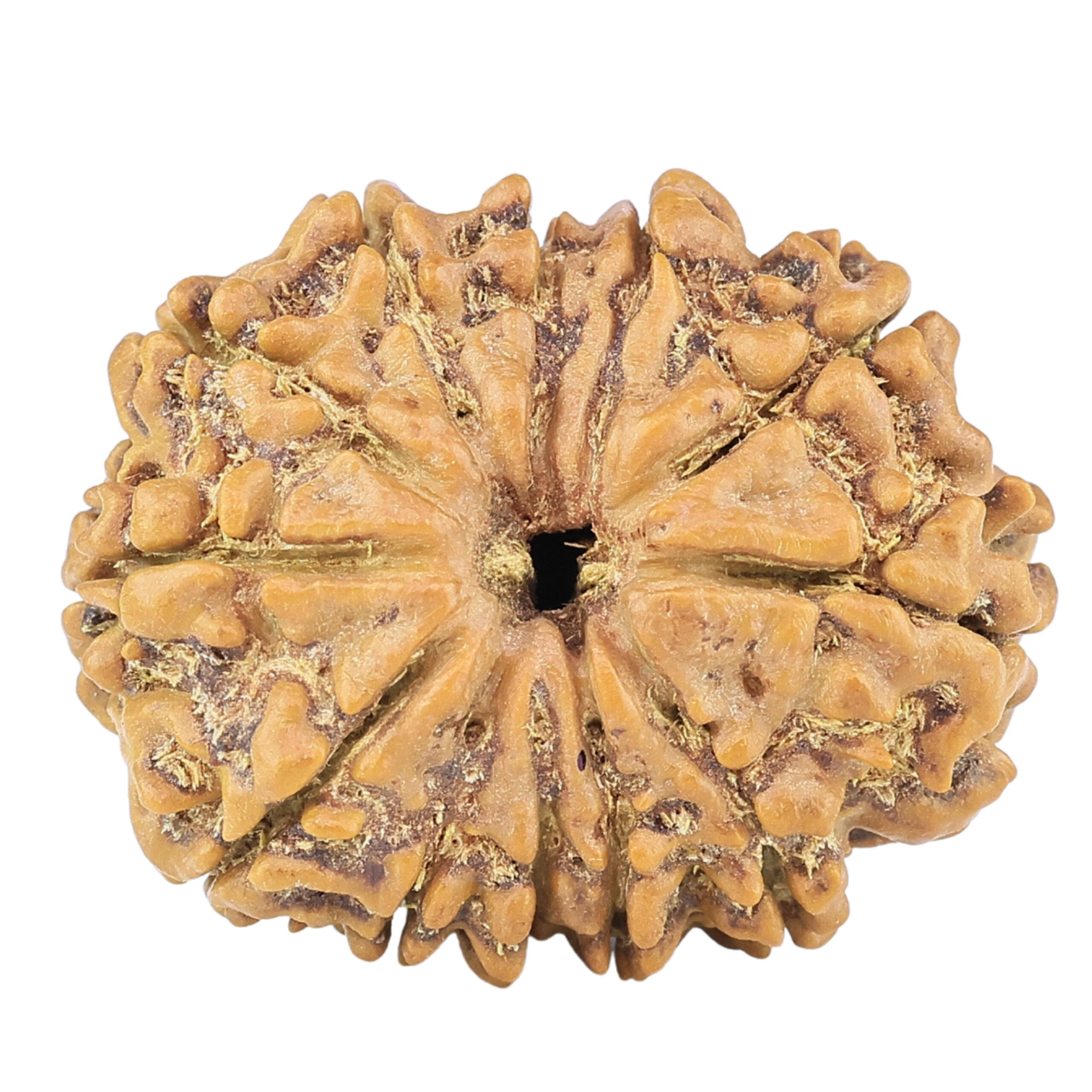 12 Mukhi Rudraksha 25.9mm 3.89gm - Rudraksha