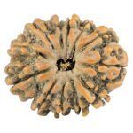 12 Mukhi Rudraksha 28.7mm 5.52gm - Rudraksha