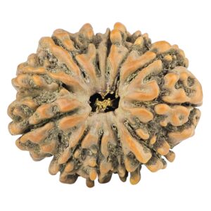 12 Mukhi Rudraksha 28.7mm 5.52gm - Rudraksha