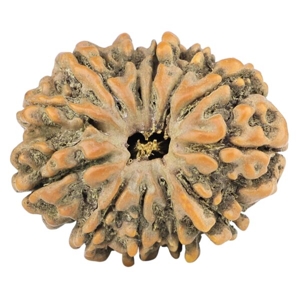 12 Mukhi Rudraksha 28.7mm 5.52gm - Rudraksha