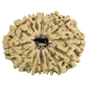 14 Mukhi Rudraksha 27.3mm 3.24gm - Rudraksha