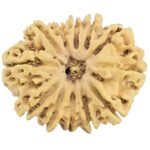 12 Mukhi Rudraksha 32.1mm 5.9gm - Rudraksha