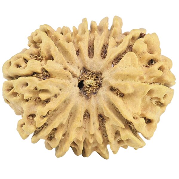 12 Mukhi Rudraksha 32.1mm 5.9gm - Rudraksha