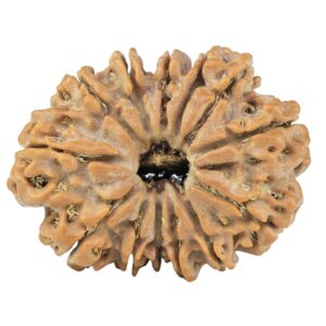 13 Mukhi Rudraksha 31.6mm 5.8gm - Rudraksha