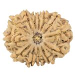 13 Mukhi Rudraksha 30.7mm 6.12gm - Rudraksha