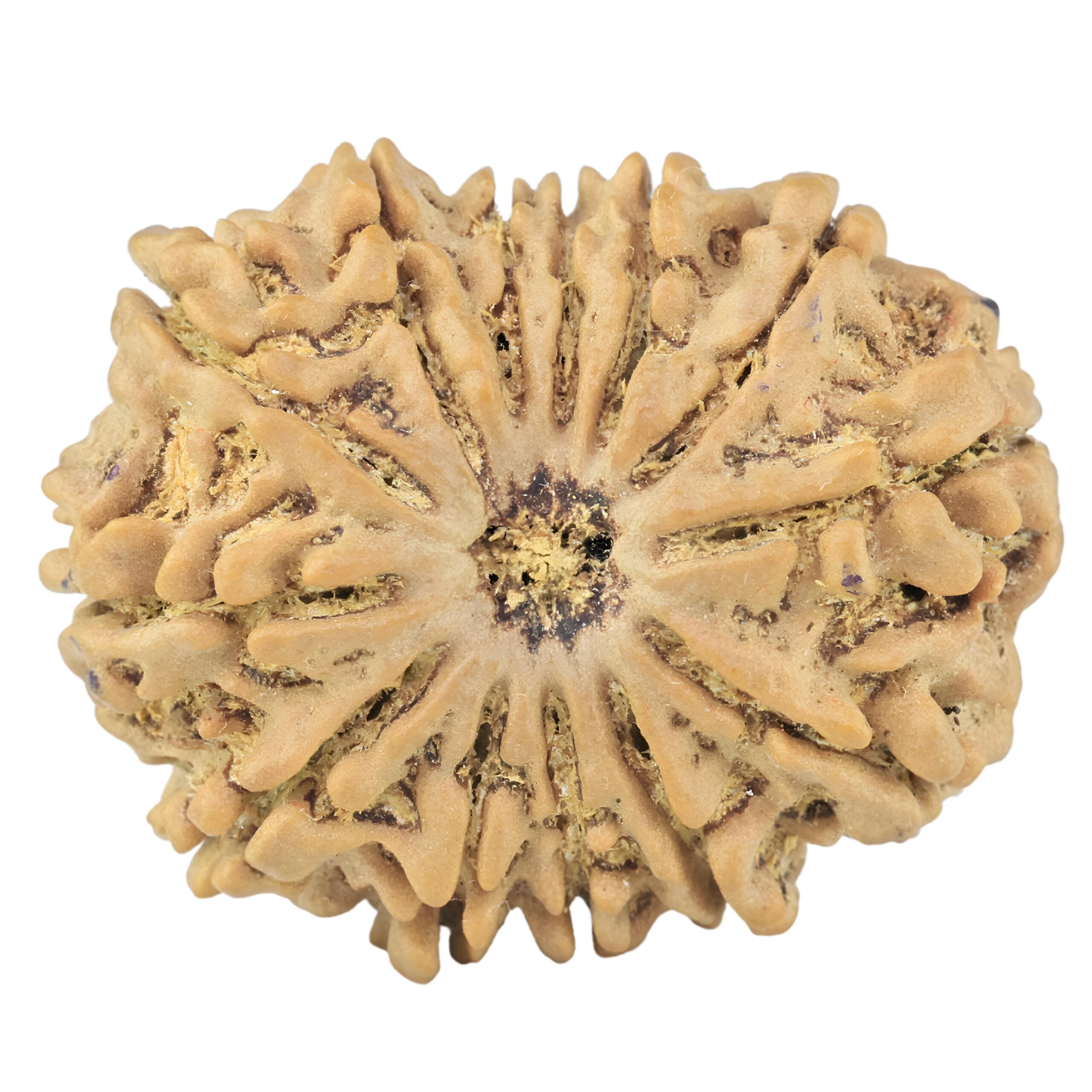 13 Mukhi Rudraksha 30.7mm 6.12gm - Rudraksha
