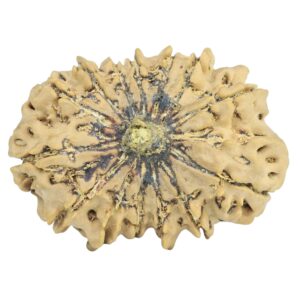 14 Mukhi Rudraksha 31mm 4.7gm - Rudraksha