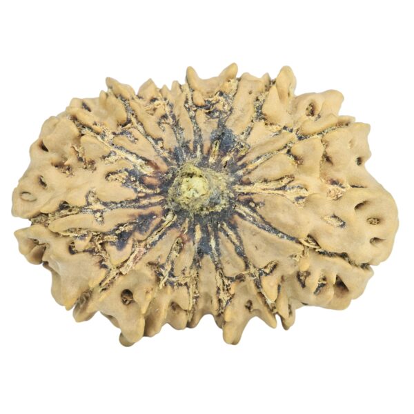 14 Mukhi Rudraksha 31mm 4.7gm - Rudraksha