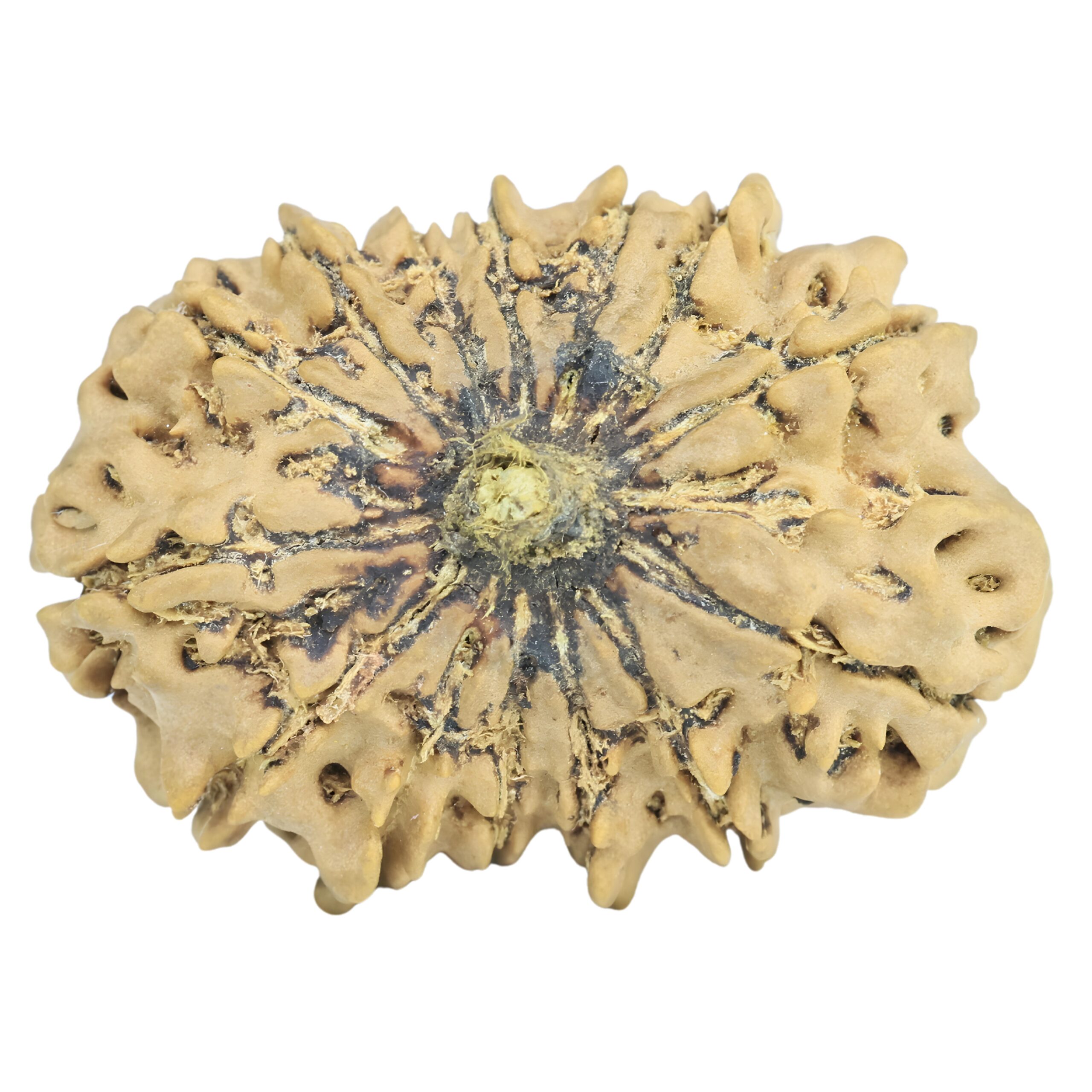 14 Mukhi Rudraksha 31mm 4.7gm - Rudraksha