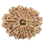 13 Mukhi Rudraksha 29.8mm 6.12gm - Rudraksha