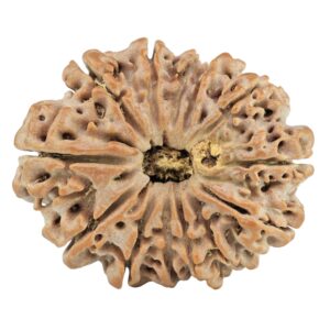 13 Mukhi Rudraksha 29.8mm 6.12gm - Rudraksha