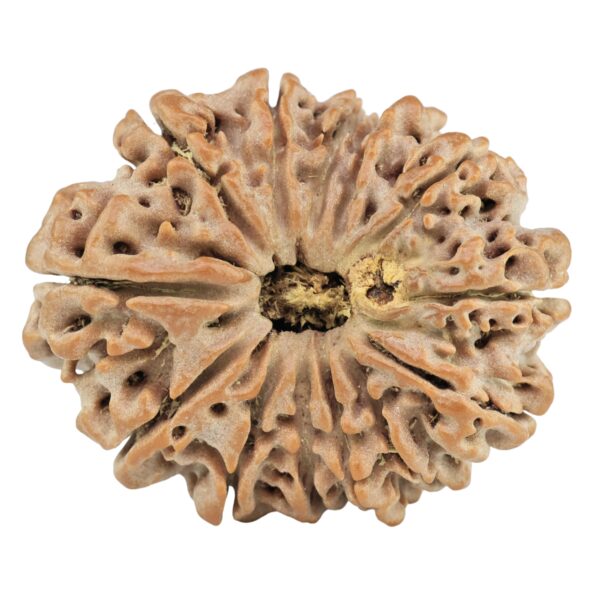 13 Mukhi Rudraksha 29.8mm 6.12gm - Rudraksha