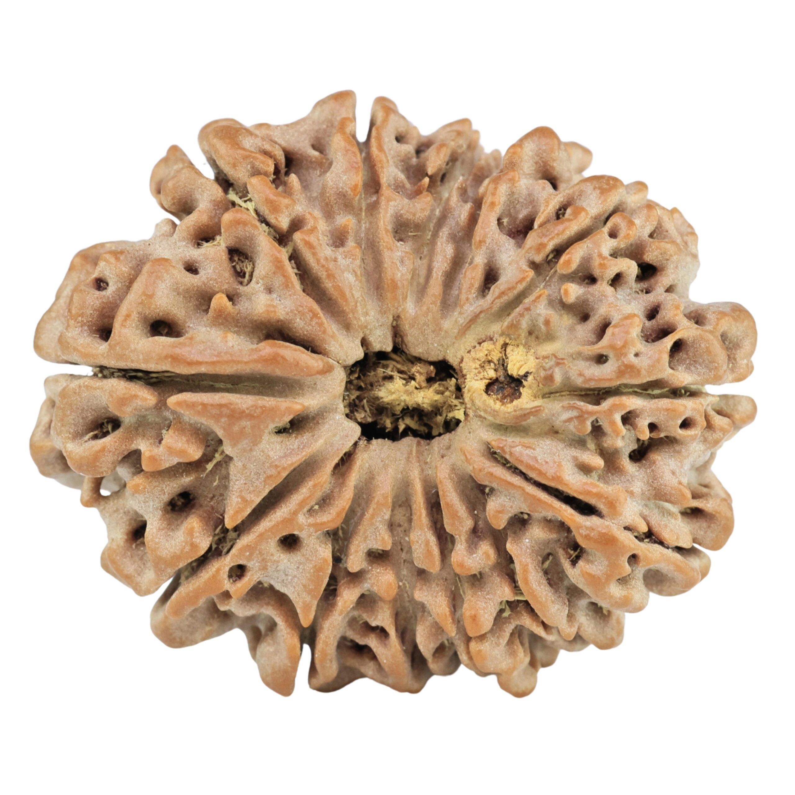 13 Mukhi Rudraksha 29.8mm 6.12gm - Rudraksha