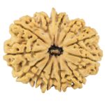 13 Mukhi Ganesh 35.6mm 9.46gm - Rudraksha