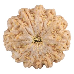 12 Mukhi Rudraksha 32.2mm 9.48gm - Rudraksha